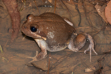 Australian Eastern Banjo Frog in flooded water