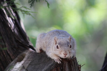A seldom seen albino red squirrel was so cute. He was curious about the clicking of the shutter but...