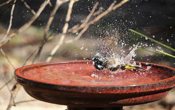 New Holland Honeyeater (Phylidonyris novaehollandiae) bathing, South Australia