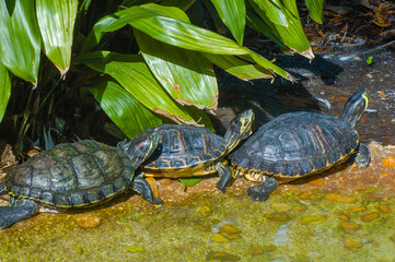 One red-eared and two yellow-bellied sliders basking in a row in shallow water. Green vegetation.