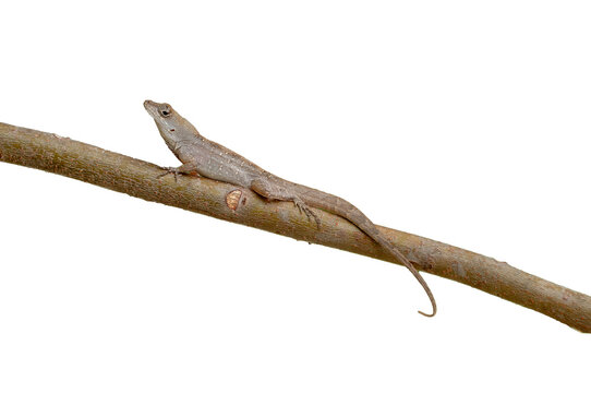 Male Cuban brown anole, Anolis sagrei, on a branch isolated on white. Whole body. Side View. Invasive species.