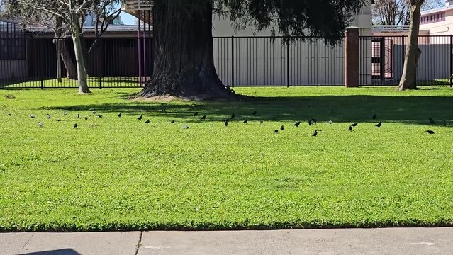 A flock of birds on the green grass.