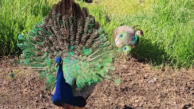 The peacocks are on a walk