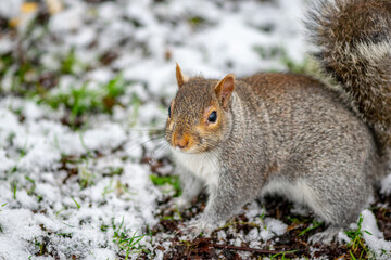 Naklejka na ściany i meble Closeup of a squirrel in the snow