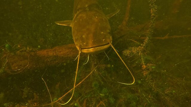 A young Wels catfish - giant catfish - Silurus glanis - emerges from a submerged tree, observes the camera, then leaves. Two carp coexist with it.