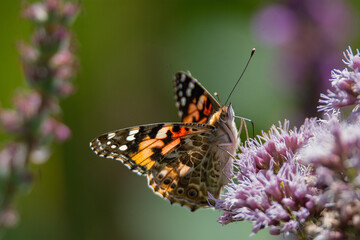 Un papillon en train de butiner une fleur, ses ailes colorées s'agitent alors qu'il se nourrit de...