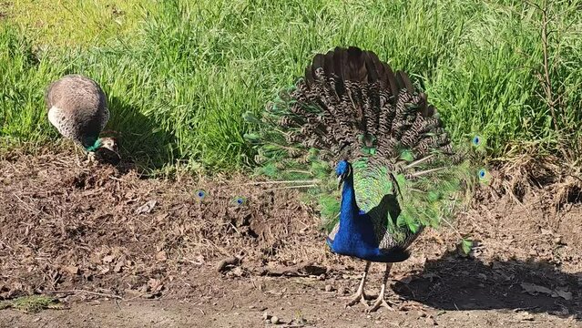  The peacocks are on a walk. 