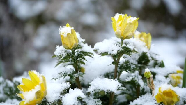 降雪（スローモーション）