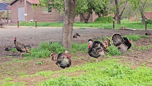 The turkeys are out for a walk.