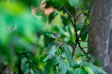 The tropical bird known as 