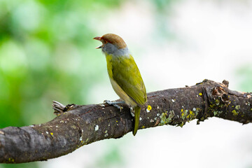 The tropical bird known as 