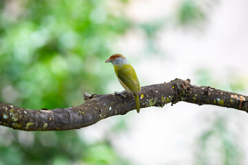 Fototapeta premium The tropical bird known as 