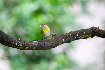 The tropical bird known as 
