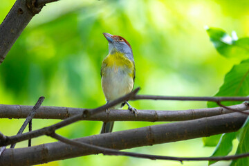 The tropical bird known as 