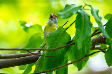 The tropical bird known as 