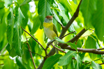 The tropical bird known as 