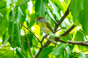 The tropical bird known as 