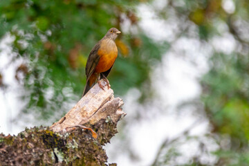 Picture of a beautiful Rufous-bellied Thrush bird! (Turdus rufiventris ) 