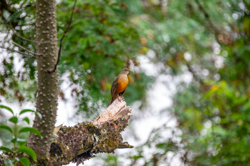 Picture of a beautiful Rufous-bellied Thrush bird! (Turdus rufiventris ) 