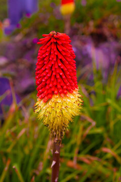 Oregon Coast Red Hot Poker Flower