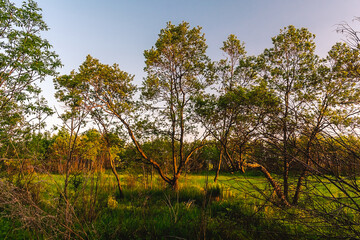 A picturesque green meadow near a forest on the outskirts of a village during sunset. Feeling of freedom, happiness, nostalgia. Tavrichanka, Primorsky Krai, Russia