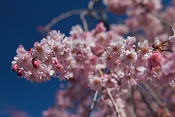Pink Pear Blossoms Talent Oregon