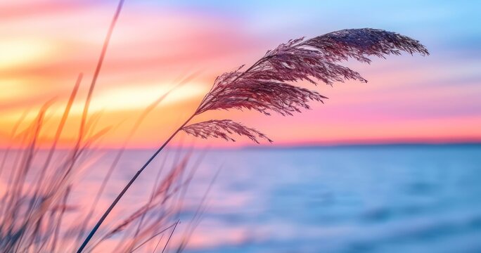 Grass Stem by the Calm Sea at Sunset
