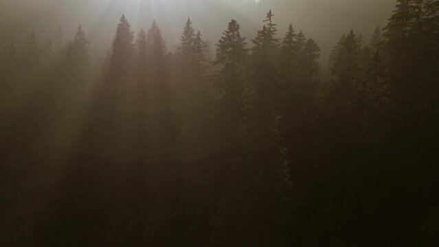 Sunlight Shining into Foogy Woodland Tree Nature Environment