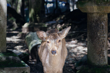 奈良、参道の灯篭の間から体を乗り出す鹿
