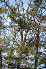 Pine Trees in Forest