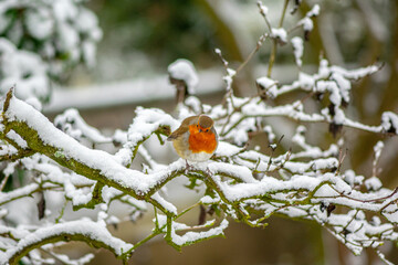 Robin bird sitting on a snowy branch