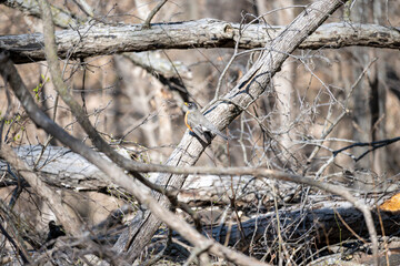 Robin on a fallen tree