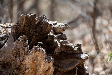 Tree Stump in Forest