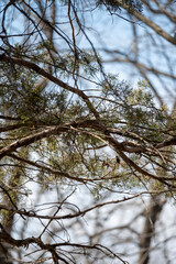 Pine Trees