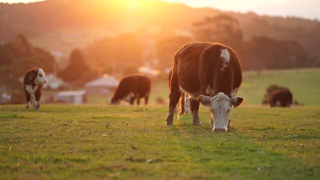 Close up of Stud Beef bulls and cows grazing on grass in a field, in Australia. eating hay and silage. breeds include hereford, murray grey, angus, brangus and wagyu and hereford.