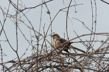 brown and beige gray bird with long tail resting in a mess of vines