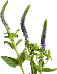 Veronica flowers png natural real purple
