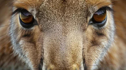 Raamstickers Captivating close-up revealing the depth of kangaroo's eyes, showcasing their inherent curiosity. © Nawarit