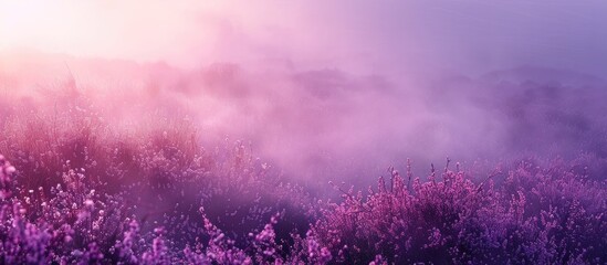Misty Moor Bokeh Blur of Purple Heather in Bloom - obrazy, fototapety, plakaty
