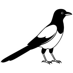 crow on a white background