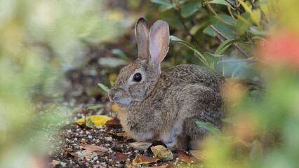 Naklejka na ściany i meble A rabbit hides from predators in the bush in Southern California.