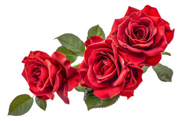 Three red roses are arranged in a row, with their stems visible, cut out - stock png.
