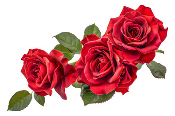 Naklejka premium Three red roses are arranged in a row, with their stems visible, cut out - stock png.