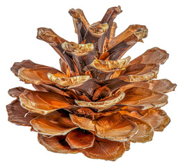 A pine cone is shown in a close up, cut out - stock png.
