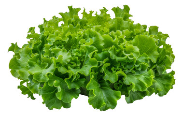 Obraz premium A bunch of green lettuce, cut out - stock png.