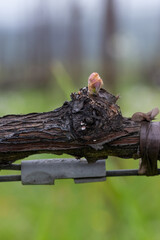 Springtime Cabernet Bud Break