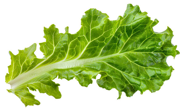 A leafy green vegetable with a stem - stock png.