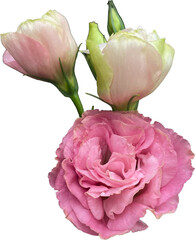 pink lisianthus flower isolated on transparent background