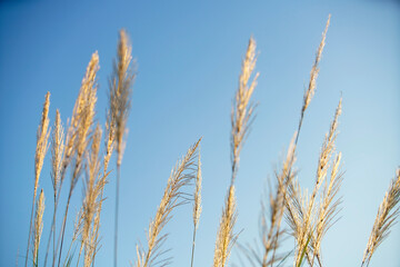 fluffy grass flower
