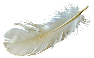 A feather is shown, cut out - stock png.